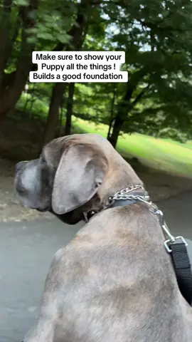 Make sure to give your dog the same experiences you get 💯🐶 #fyp #dogsoftiktok #dog #explore #foryou 