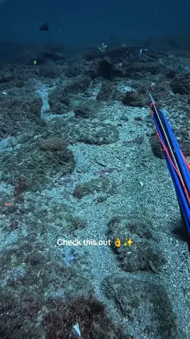 #spearfishing #freediving #sea #swimming 