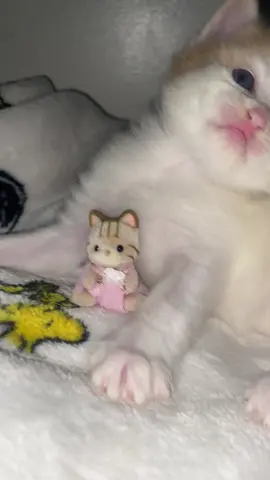 another one of her since people love her so much 😖 #calicocritter #kitten 