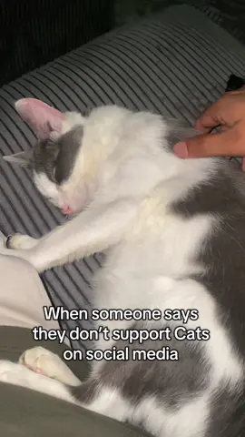 Either Support or Don’t #🐱 #cat #catsoftiktok #cats #catvideo 