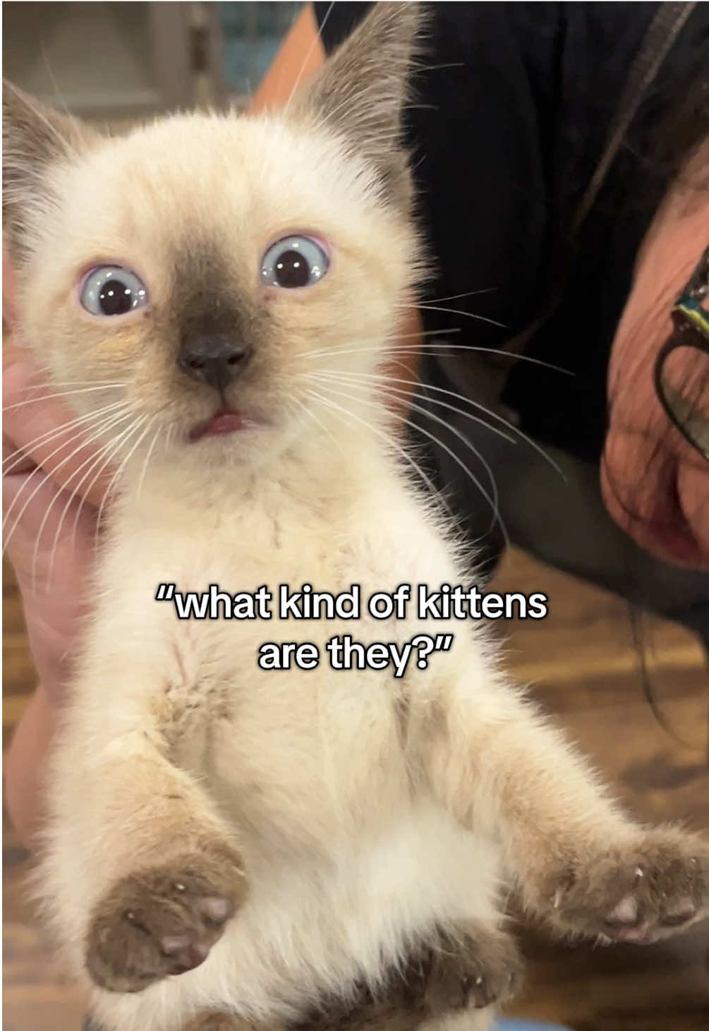 we had to use this sound with our new litter of Siamese kittens #rescue #animalrescue #kittensoftiktok #catsoftiktok #siamese 