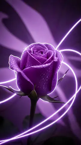 #장미 #rose #livewallpaper 