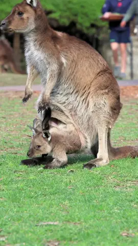 It's a spring kangaroo joey boom! 🌸 #kangaroo #kangaroojoey #lovecentralcoast #feelnsw #seeaustralia