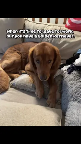 Sorry, I can’t come in, he NEEDS me! #goldenretrieverlife #mylobaby #drama #puppytok 
