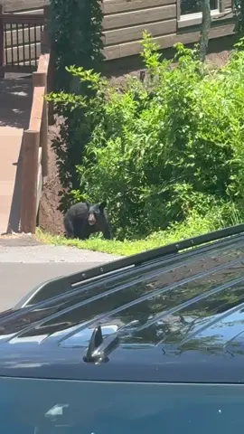 #animallovers #inthewild 