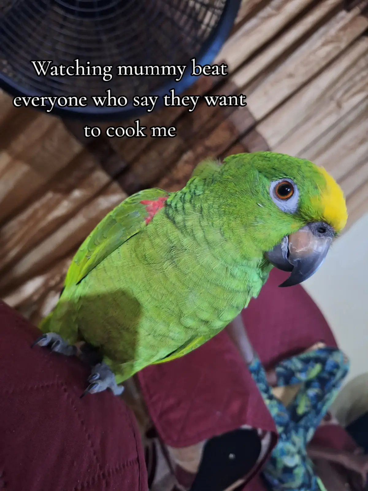 🙄🙄🙄🙄🙄 #tiki🦜 #birdmom #fypシ゚ 