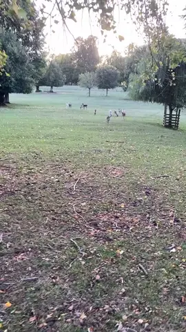 Coming home yesterday after 2 weeks away!! Excuse the very over-enthusiastic audio, I was just very excited indeed to see Inchy and Queen and realise that Aurora still remembered me! They are all very happy and Aurora has been beautifully looked after by a group of very kind neighbours who have been feeding her three times a day. #fawn #fallow #red #deer #herd              