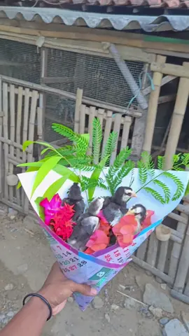 Aku datang melamarmu versi bakol pitek 💐🐣😆 #ekorlidi #ayamhias #storyayam #ekorlidisuper #ekorlidiindonesia 