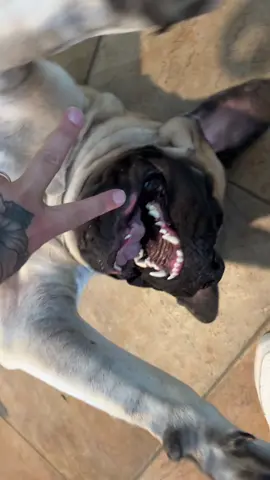 So we playin playin #englishmastiff #fyp #dogsoftiktok 