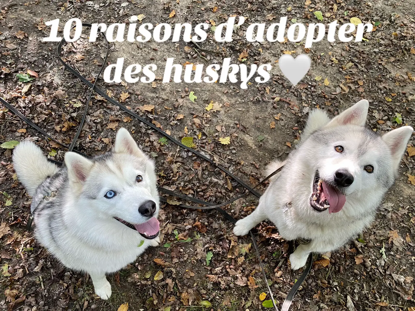 Bref c’est juste 2x plus d’amour au quotidien 🤍 #trend#husky#chien 