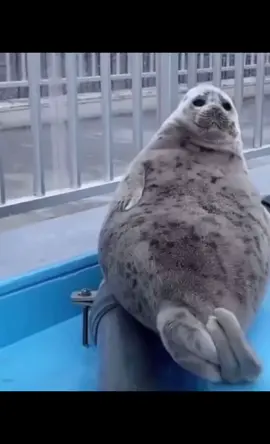Seals r hardcore (pls make this one famous I acc tried) #fyp #seals #viral #xyzbca #silly