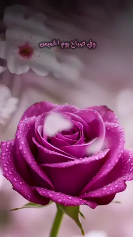 #صباحكم_أحلى_صباح🌹🌹 
