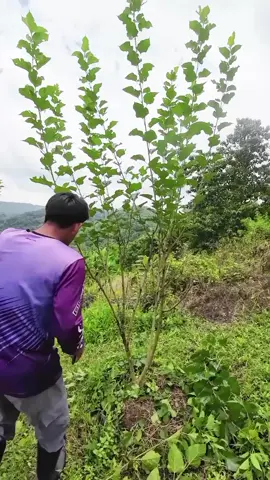 Mulberry Pruning Teknik 😁  #mulberryfarming #mulberrypruning #mulberrybending #mulberry #mulberries 