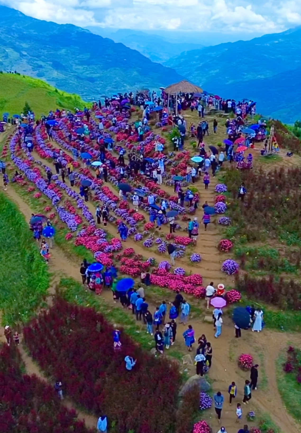 Thảo Nguyên Suối Thầu Hà Giang ##hagiang##hanglintv##camerahanglintv##suoithau##canhdepvungcao