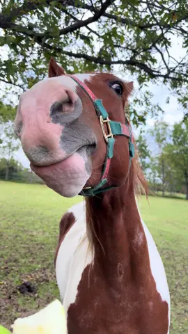 #myhappyplace #horses #chewingslowly 
