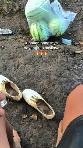 #petanimuda #petanisemangka🍉🍉 
