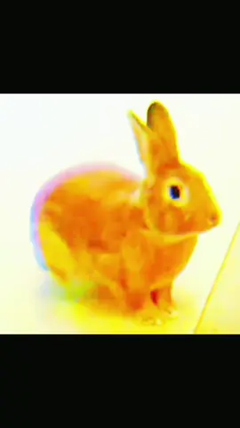 BUN #bunny #bunnytok #rabbit #fyp #lobotomy 