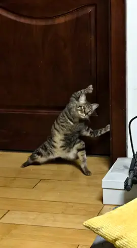 Động vật đáng yêu #xuhuong #pet #cat #catsoftiktok #animals 