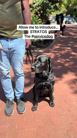 After 10 days in intensive transfer camp, and two years of advanced training, Stratos joined our family today as an Autism Service Dog! Follow along on our journey!  #servicedog #autismservicedog #autismawareness #autismparenting #servicedogsofva 