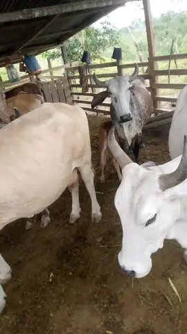 #ecuador🇪🇨video #enlafinca#manabi#flavio#alfaro