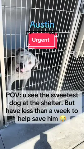 🚨ADOPTER or FOSTER NEEDED to save Austin #A5720645 #pitbull #trending #viral #pittiesoftiktok Downey Animal Care Center, 11258 S. Garfield Ave. Downey, CA 90242 About him: 🐶 Meet Austin! 🌟 Austin is a calm, sweet pup who enjoys quiet moments and gentle affection 💕. During his assessment, he stayed relaxed and neutral, allowing full handling with no issues 🐕✨. He stood nearby with soft eyes, occasionally glancing at the handler, and even welcomed more pets once the session was over 🥹💖. This easy-to-handle boy has a gentle spirit and would love a patient home where he can continue to feel safe and cared for