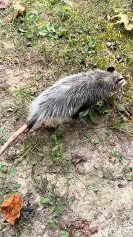 They have the cutest little strut/run #opossumsoftiktok #fyp #shopcrazycritterthingsonetsy #viral #shopsmall 