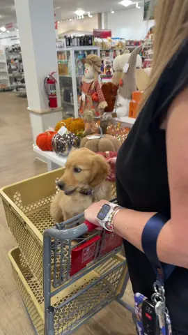 Mini dates hit differently #homegoods #goldenretriever #couplegoals 