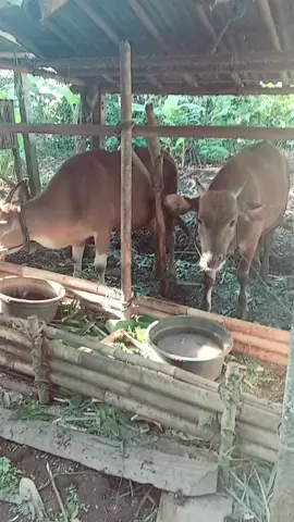 aktifitas pagi salam kuli daki #anakpetani #fyp #trending 