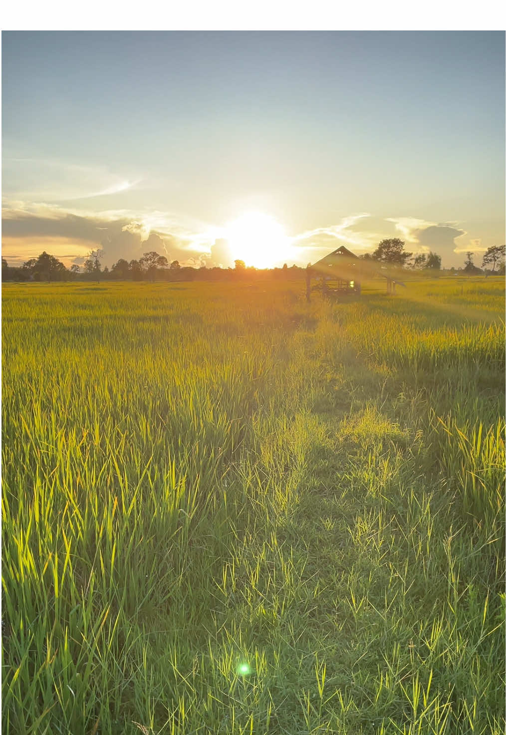กะแล้วแต่ฟ้า#เธรดเพลง #fyp #ยืมลงสตอรี่ได้ #สตอรี่ตามทุ่งนา🌾🌾 #เธรดดามใจ 