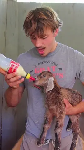 NEWBORN BABY GOATS! Feed these babies their first bottle with me 🥹 #fyp #babygoats #bottlefeeding 