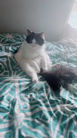 #que vida la de él todo tranquilo nada de preocuparse #amo mis gatitos 🐈‍⬛ #purodurango🦂🇲🇽♥️ #salgoenparati💟 #fypシ゚viral 