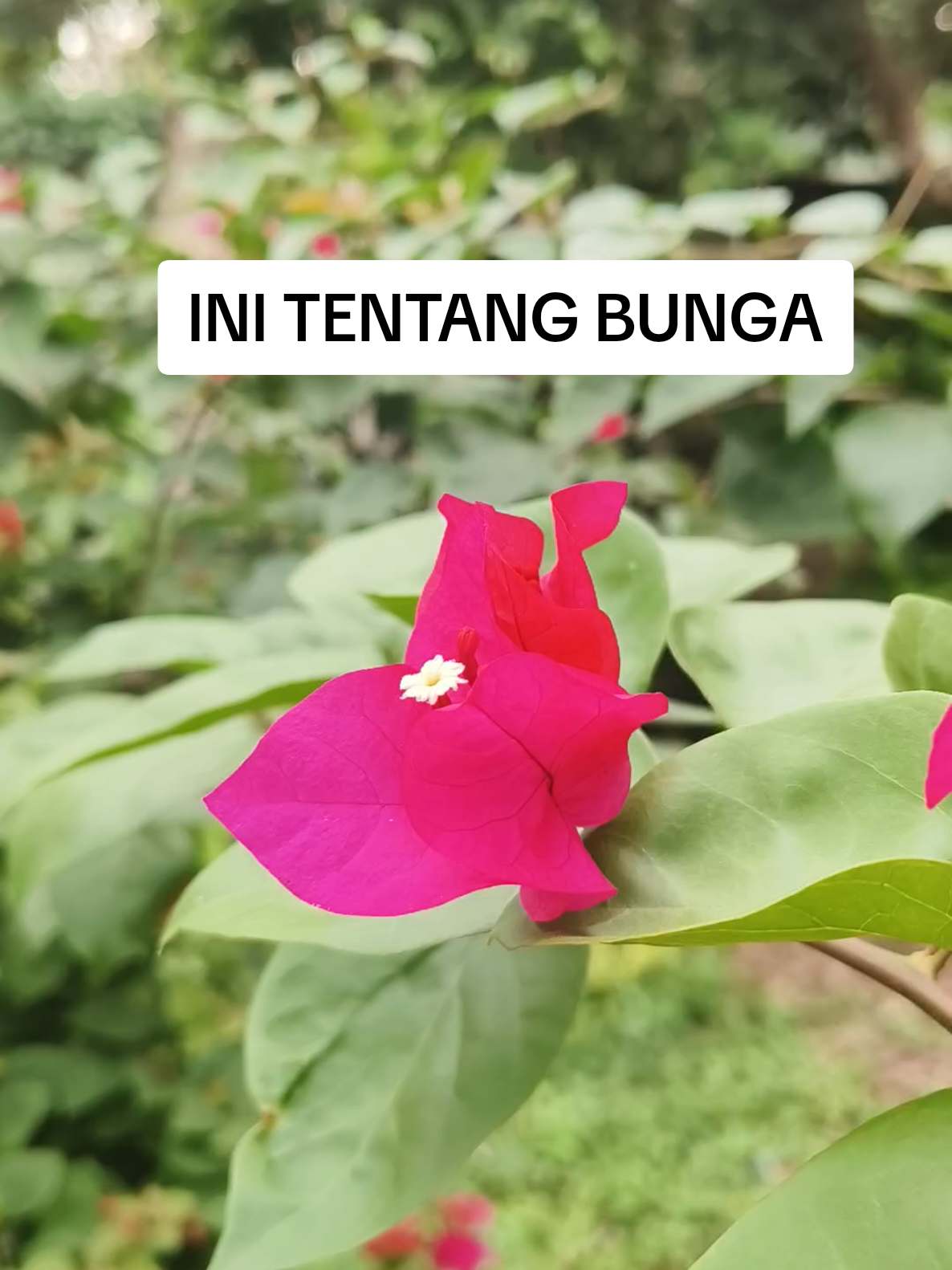 #VoiceEffects  jadilah seperti bunga yang tak menyalahkan kumbang menghisap madu, kedewasaannya membuat semua orang mengaguminya.  #bunga #kumbang #keindahan #dewasa 