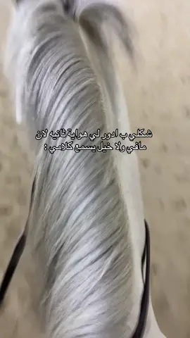 #مالي_خلق_احط_هاشتاقات🧢 #اكسبلور #الصين_ماله_حل #خيل_وخياله🐎 #h 