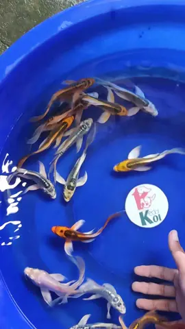 Butterfly dragon scales ready di kedai koi . #koibandung #koiblitar #koigresik #koiblitarmurah #kedaikoigresik #koijakarta #koijakartapusat #kedaikoifish #hargaikankoi #koiekorpanjang #bekasi #bekasikoi #bekasikoishow #Ikankoi  #garutkoi #garutkoishow #koidepok #platinumslayer #koijakartaselatan #kedaikoi #koiambon #koimaluku #koikalimantan #koisumatra #koipapua #koisulawesi #malaysia 