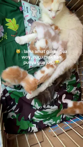 sabar ya dek antri dulu🤣#anabul #kitten #fypage #kucingoren #kucinglucu 