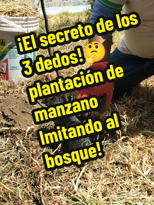 🌳 ¿Quieres un manzano fuerte y sano? ¡La clave está en la plantación! 🍎 .Te enseño una innovadora técnica de cómo plantar manzanos Imitando al  bosque, ¡3 dedos hacen la diferencia! ¡No te lo pierdas! #manzano #agricultura #emprendimiento #Perú #latinoamerica 