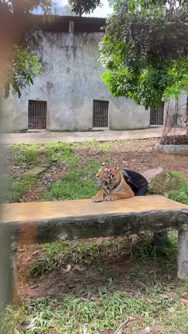 Ba ơi. Đỡ Ngao trèo lên #ngao #xuhuong #xuhuongtiktok #khudulichsinhthai #tiger 