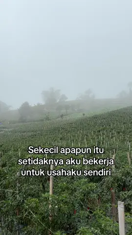 🥸#promoseruweekend #petanicabe🌶 #xyzbca #petaniindonesia🇮🇩🇮🇩🇮🇩🌿🌿 #fypage 