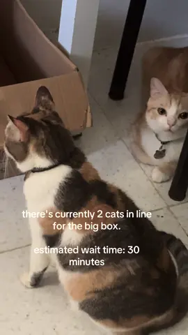 #catsoftiktok #fyp 