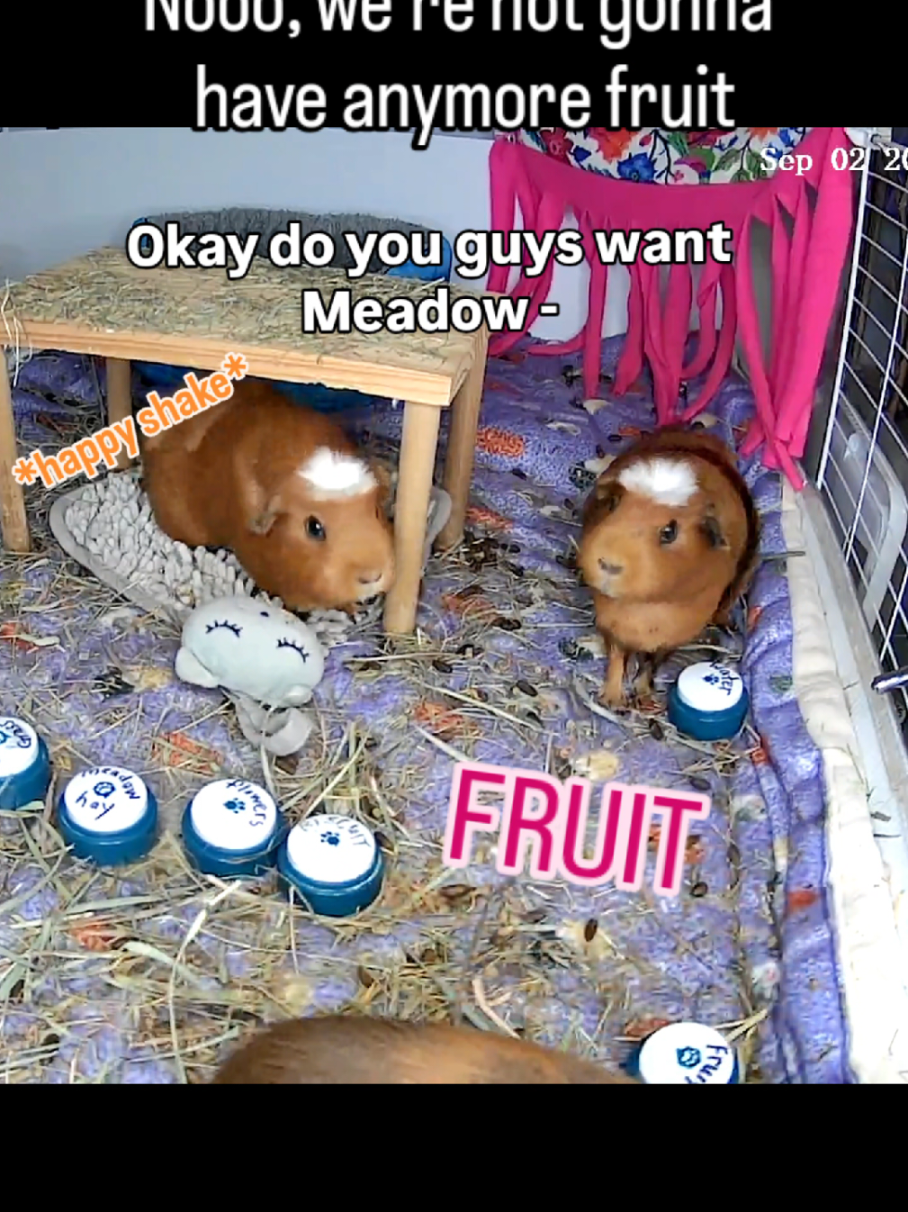 🌊 WATER was the first button we introduced, specifically because Sassy loves to have the water bottle changed.  🔘She and Poppy soon started pressing WATER when she wanted FRUIT. Is it because it was the first button we introduced? Button = give me thing?  🍉 Or is it because FRUIT is juicy?? This association has continued.  So we've been practicing showing them water on our fingers and changing the water bottle if needed when they press WATER. And we give fruit if they press FRUIT!  Except in this case, they already finished their daily allotment of fruit. 🤭