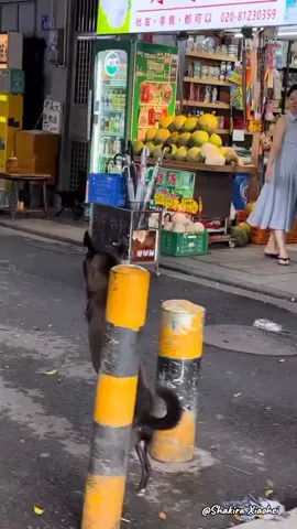 I saw a dog without front legs. I thought this dog had no owner. But in the end I was relieved because it turned out the dog had an owner and he loved it very much 🫶