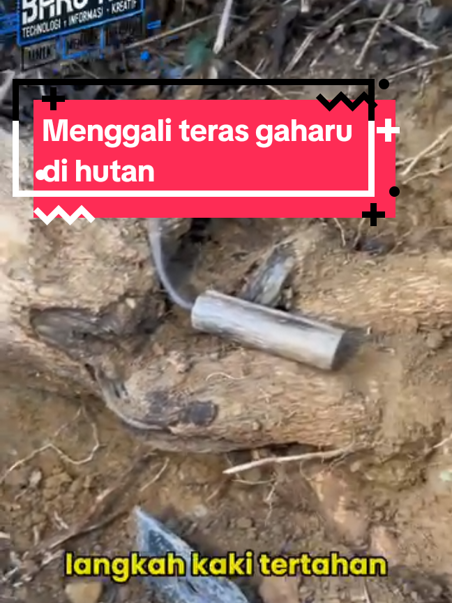 menemukan teras gaharu di Hutan #gaharu #terasgaharu #kayugaharu 