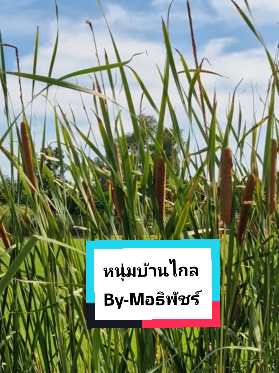 #หนุ่มบ้านไกล #mอธิพัชร์ #cover #หนูมิเตอร์ #ธรรมชาติ @😊 M อธิพัชร์ 😊 