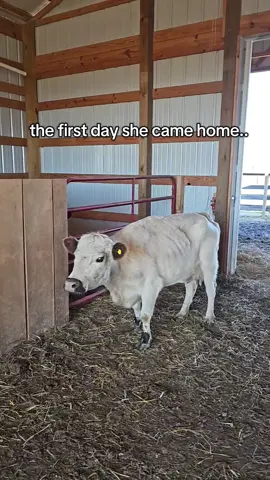 she's come a long way in 18 months. owing cattle is a huge responsibility that not everyone realizes.  #GlowUp #farming #cattle #cows #fypシ 