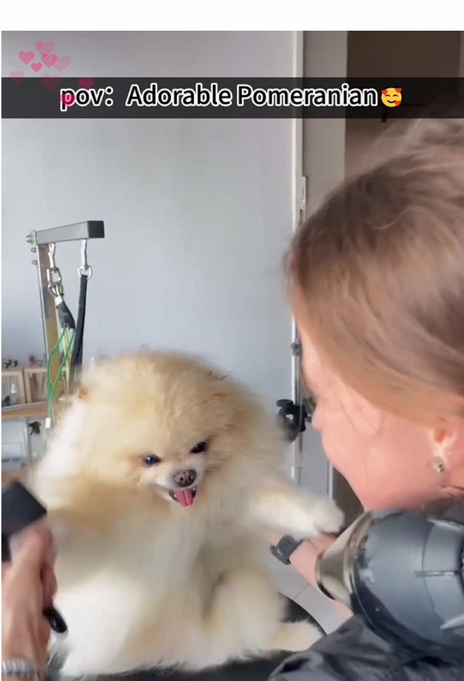 Adorable Pomeranian, small in size but big on cuteness🥰❤ #pomeranian #dogsoftiktok #pomeranianpuppy #dog #puppylove #cutedog #cutepuppy #pomeriaan 