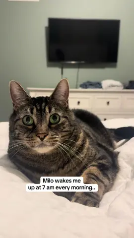 There’s no sleeping in in Milo’s house 😂 #cats #catsoftiktok #foryou #foryoupage #viral 