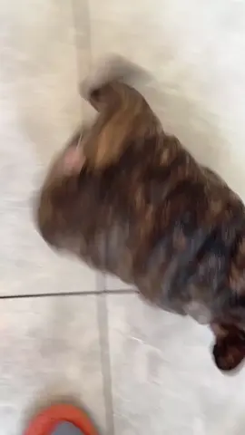 Funny French Bulldog #frenchbulldog #frenchie #frenchiesoftiktok #funny #PetsOfTikTok