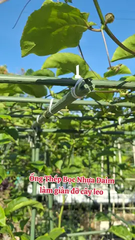#trending #vattulamvuonbaominh #bonsai #trongrausanthuong #trongrausach 