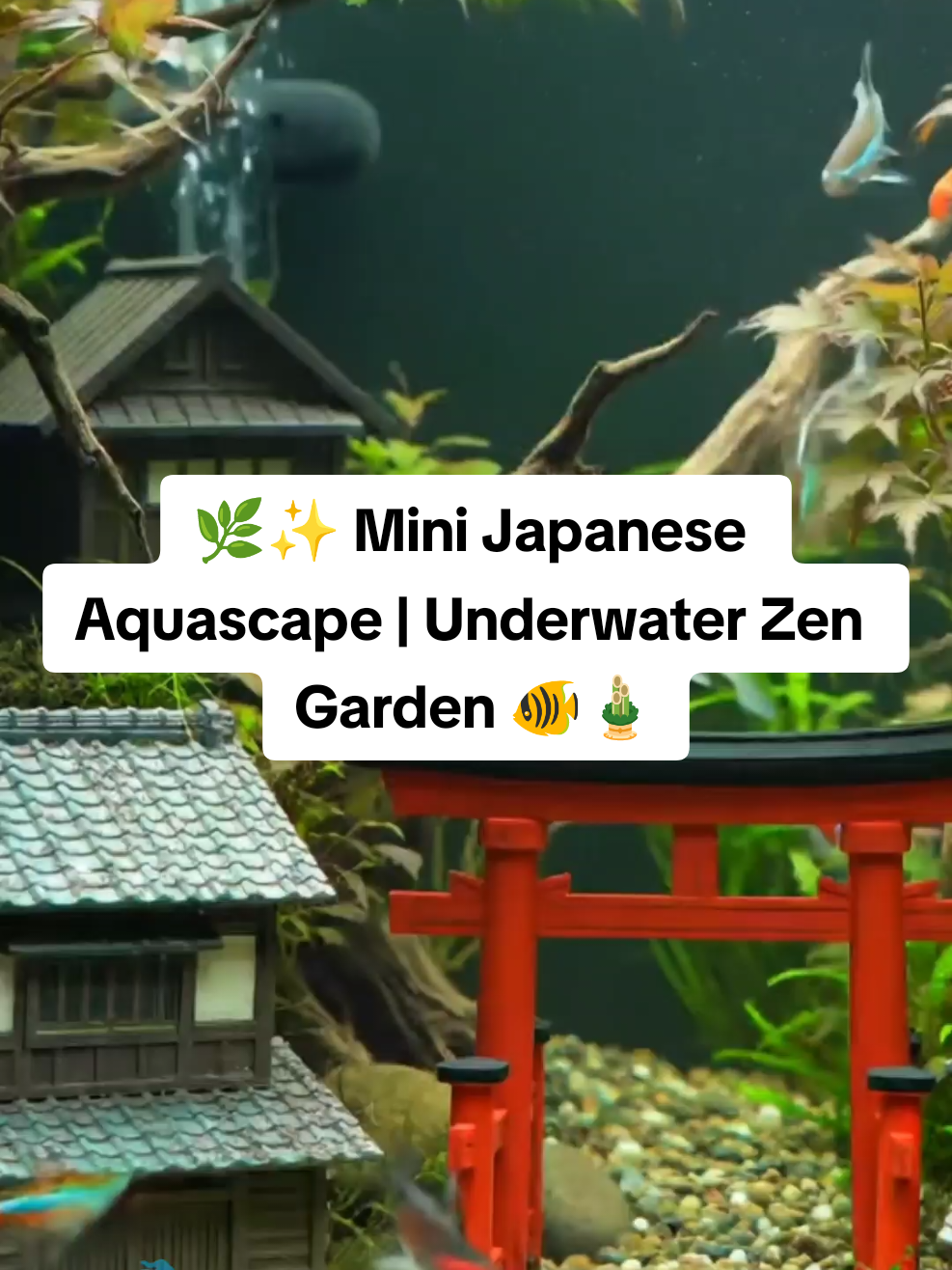 Rasakan ketenangan dalam dunia bawah air yang memukau! 🌊🐟 Aquascape bergaya Jepang ini menghadirkan suasana zen, lengkap dengan gerbang torii, rumah tradisional, dan ikan warna-warni yang menari indah. 🏯🐠 Cocok untuk kamu yang suka aquascape, ikan hias, dan inspirasi dekorasi rumah. 🌿✨ 💧 Follow untuk inspirasi aquascape lainnya #aquascape #aquariumdesign #fishtank #underwatergarden #aquascaping 