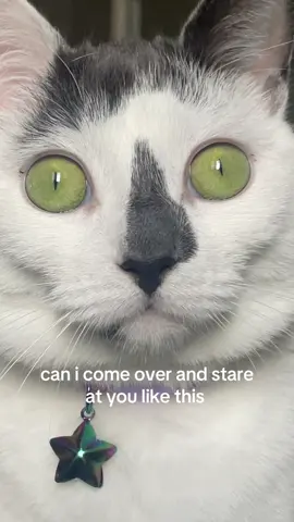 would you let her in? say yes or else #cats #catsoftiktok #cattok 